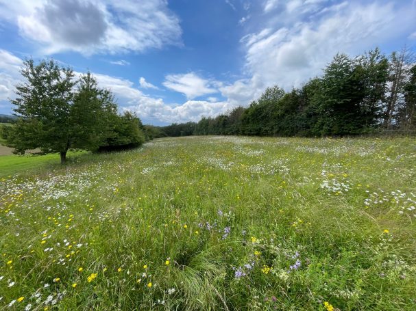 Biodiversitätssteigerung Biodiversitätssteigerung