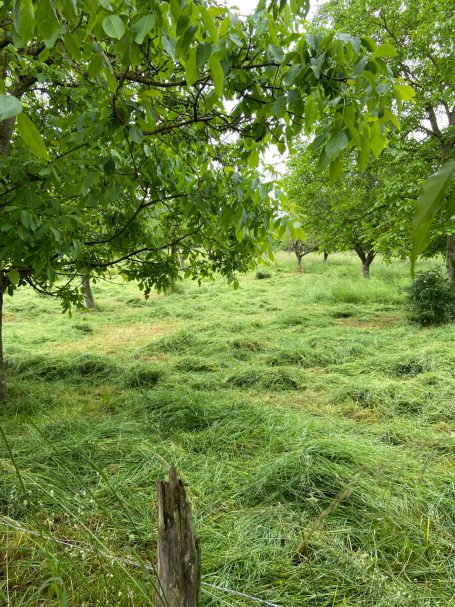 Wiesenpflege für enge Bereiche Wiesenpflege für enge Bereiche